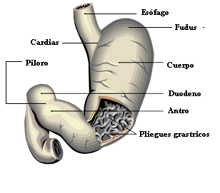 Partes del estómago, cada una con su función específica