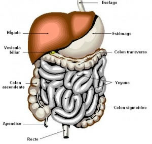 Estructura y acomodo intestinal