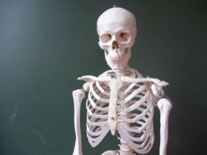 Esqueleto humano, formado con huesos