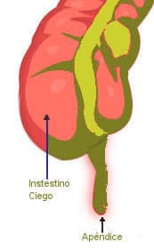 El apéndice vermiforme es una pequeña prolongación del intestino, que se presenta en forma saliente, con respecto al resto de los intestinos, comúnmente se ubica en la parte en la parta abdominal inferior derecha, pero en algunas personas se encuentra del lado izquierdo.