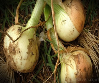 El bulbo comestible de la cebolla tiene numerosos nutrientes.