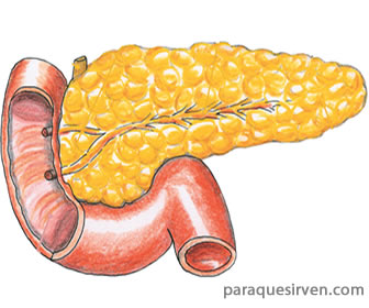 El páncreas