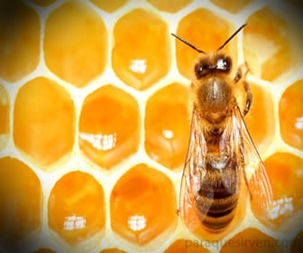 las abejas producen la jalea real