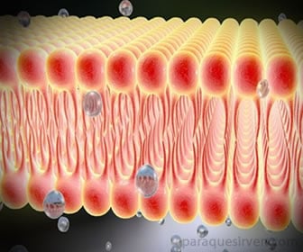 Zinc participa en membrana celular